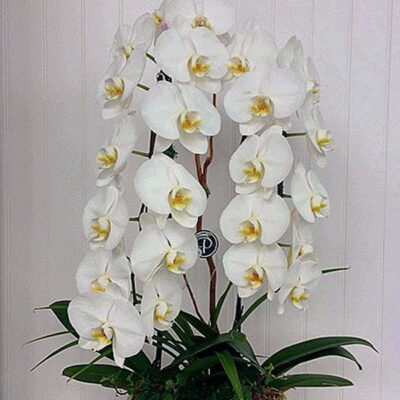 OR007-Orchids