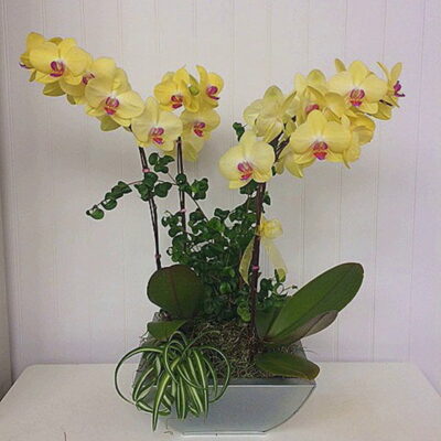 OR008-Orchids