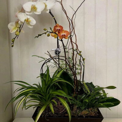 OR009-Orchids